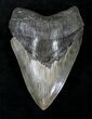 Huge Megalodon Tooth - Georgia #20552-1